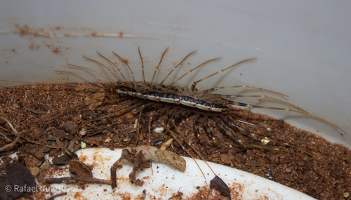 Sphendononema guildingii