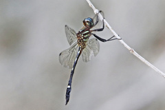 Macrothemis inequiunguis