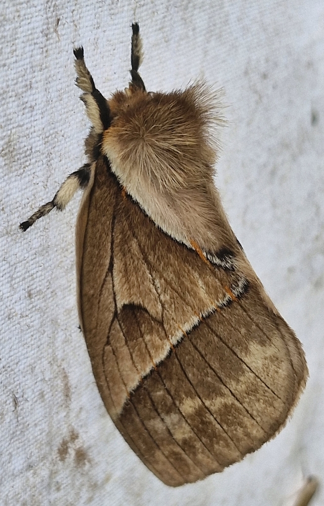 Pseudodirphia agandensis