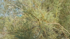 Tamarix aucheriana