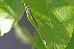 Acanthagrion quadratum