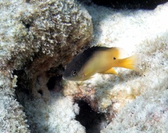 Dusky Farmerfish photo 3