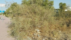 Tamarix aucheriana