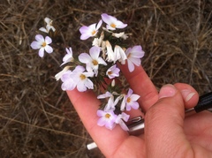 Leptosiphon grandiflorus