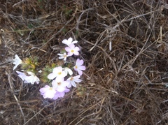 Leptosiphon grandiflorus