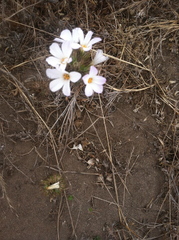 Leptosiphon grandiflorus