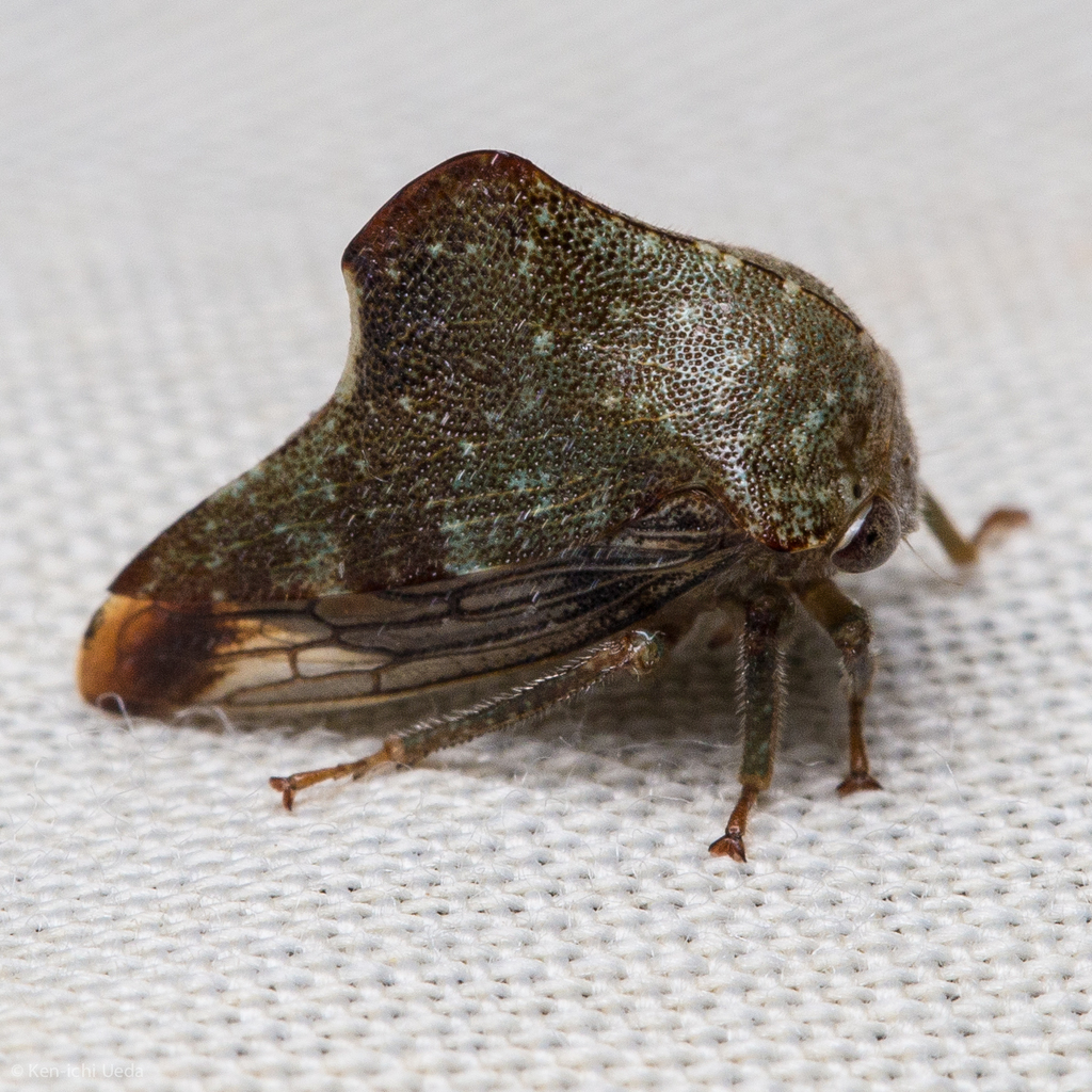 Telamona monticola