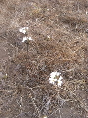 Leptosiphon grandiflorus