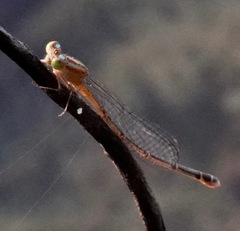 Pseudagrion microcephalum
