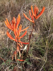 Erythrina leptorhiza