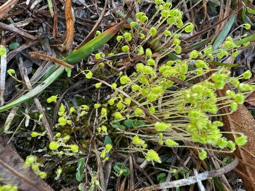 Funaria flavicans observed 2025-03-01
