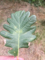 Macrodiplosis pustularis