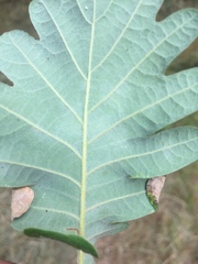 Macrodiplosis pustularis