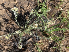 Gnaphalium filagopsis