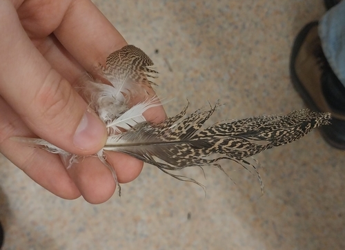 Plume de Outarde canepetière
