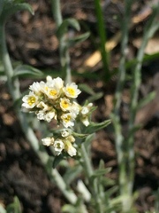 Gnaphalium filagopsis