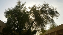 Ziziphus jujuba