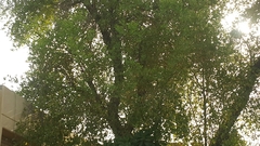 Ziziphus jujuba