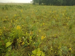 Ligularia thyrsoidea