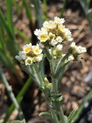 Gnaphalium filagopsis