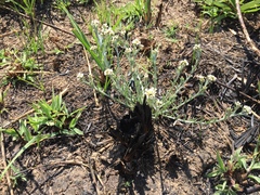 Gnaphalium filagopsis