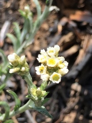 Gnaphalium filagopsis