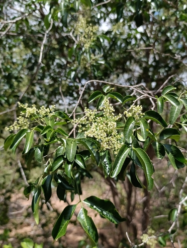Balfourodendron molle
