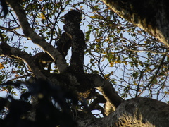 Dryobates spilogaster