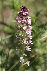 Neotinea ustulata ustulata