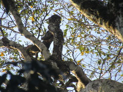 Dryobates spilogaster