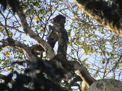 Dryobates spilogaster