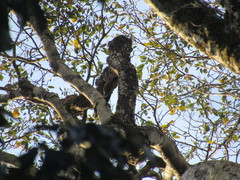 Dryobates spilogaster