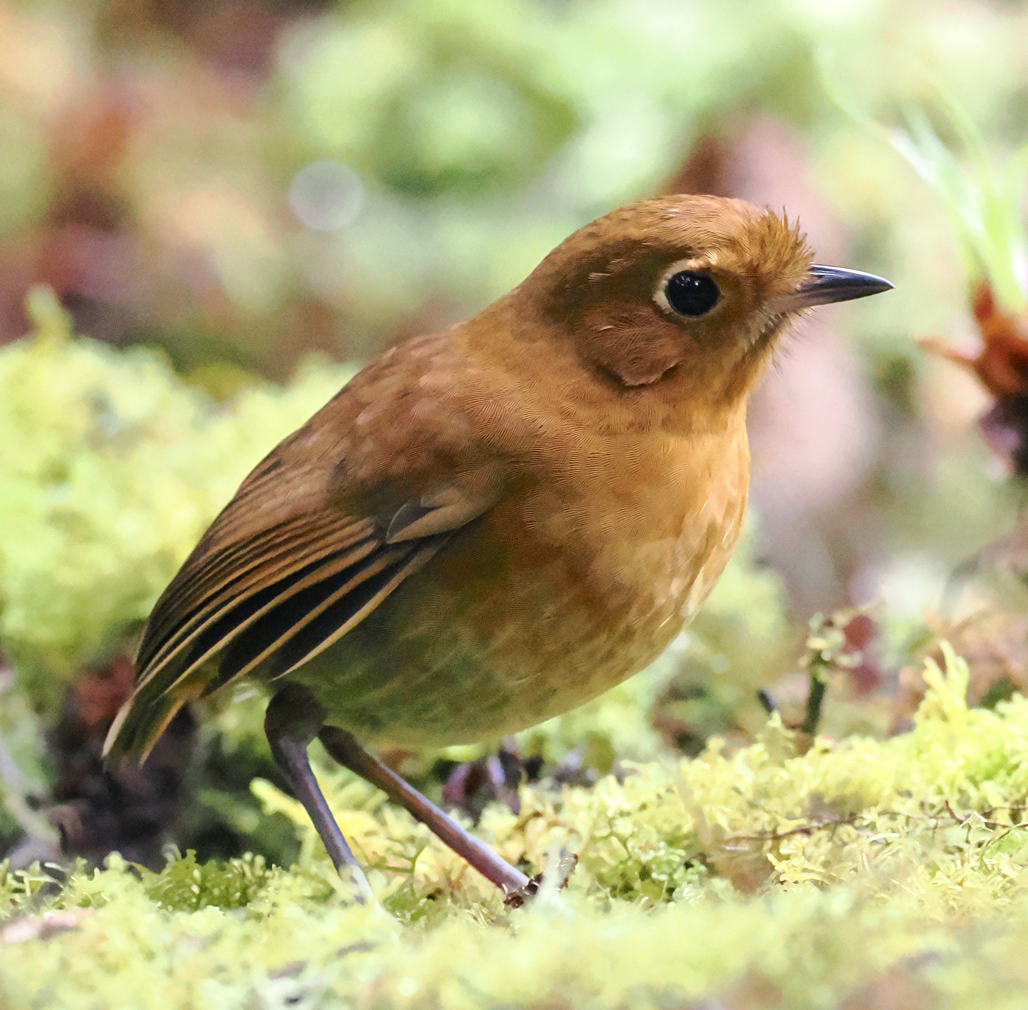Muisca Antpitta (Grallaria rufula), photo 2