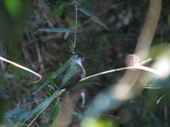 Stephanoxis loddigesii