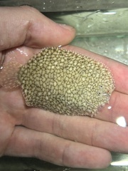 Scrawled Sole photo 4