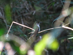 Stephanoxis loddigesii