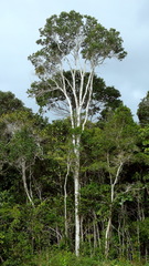 Tabebuia stenocalyx