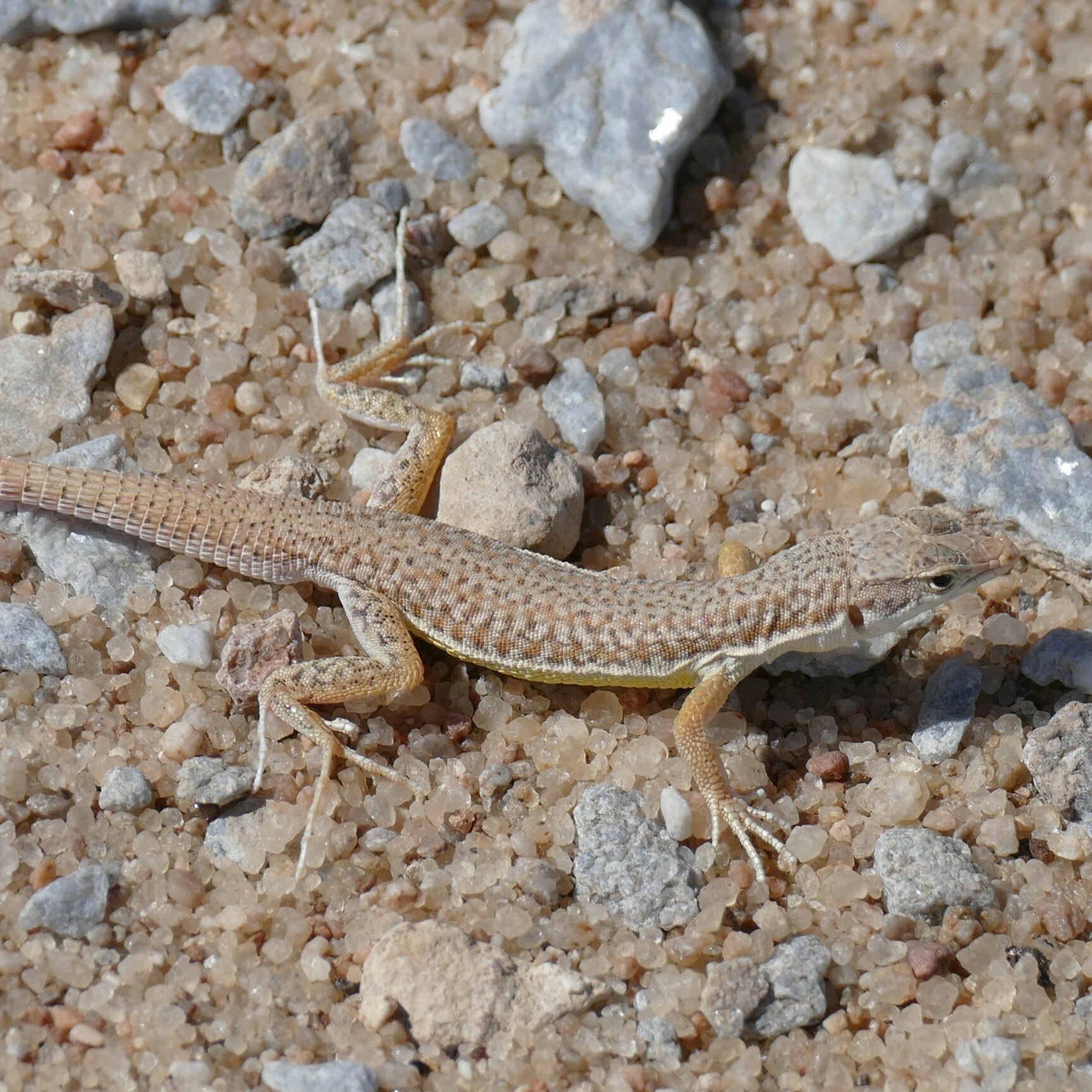 Short-Headed Sandveld Lizard photo 3