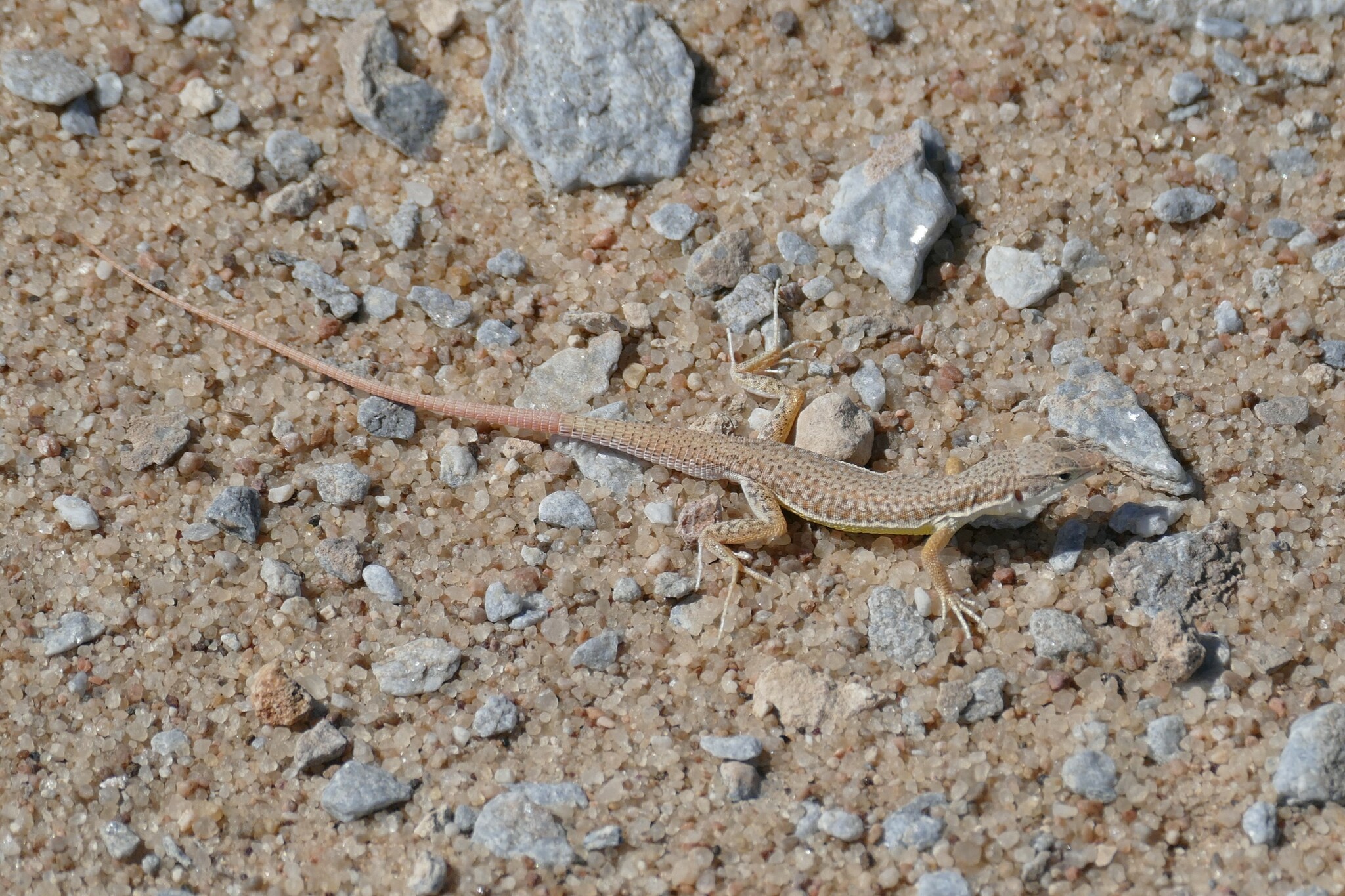 Short-Headed Sandveld Lizard photo 4