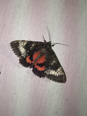 Catocala grotiana