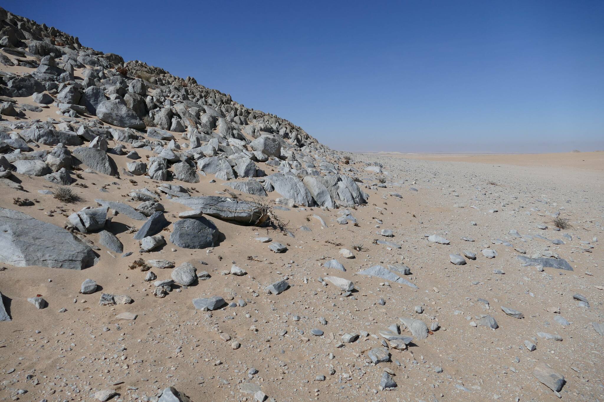 Short-Headed Sandveld Lizard photo 5