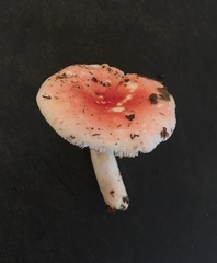Russula aquosa