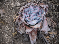 Echeveria subrigida