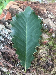 Macrodiplosis roboris