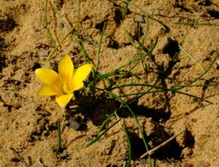 Romulea lutea