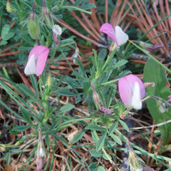 Ononis cristata