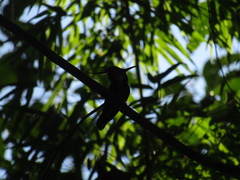 Stephanoxis loddigesii