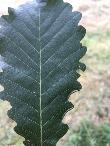 Macrodiplosis volvens