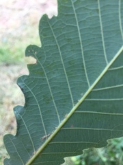 Macrodiplosis roboris