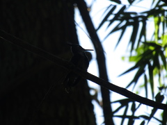 Stephanoxis loddigesii